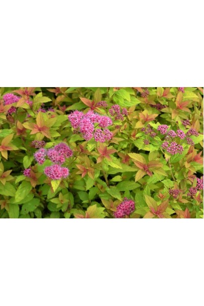 Спірея Golden Carpet додає тепла й сонця вашому саду.